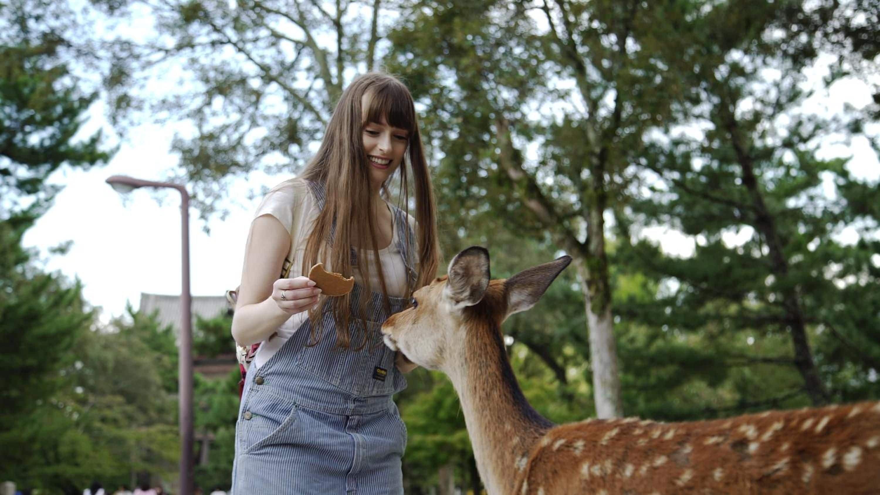 A person feeding a deer in a park with trees in the background.