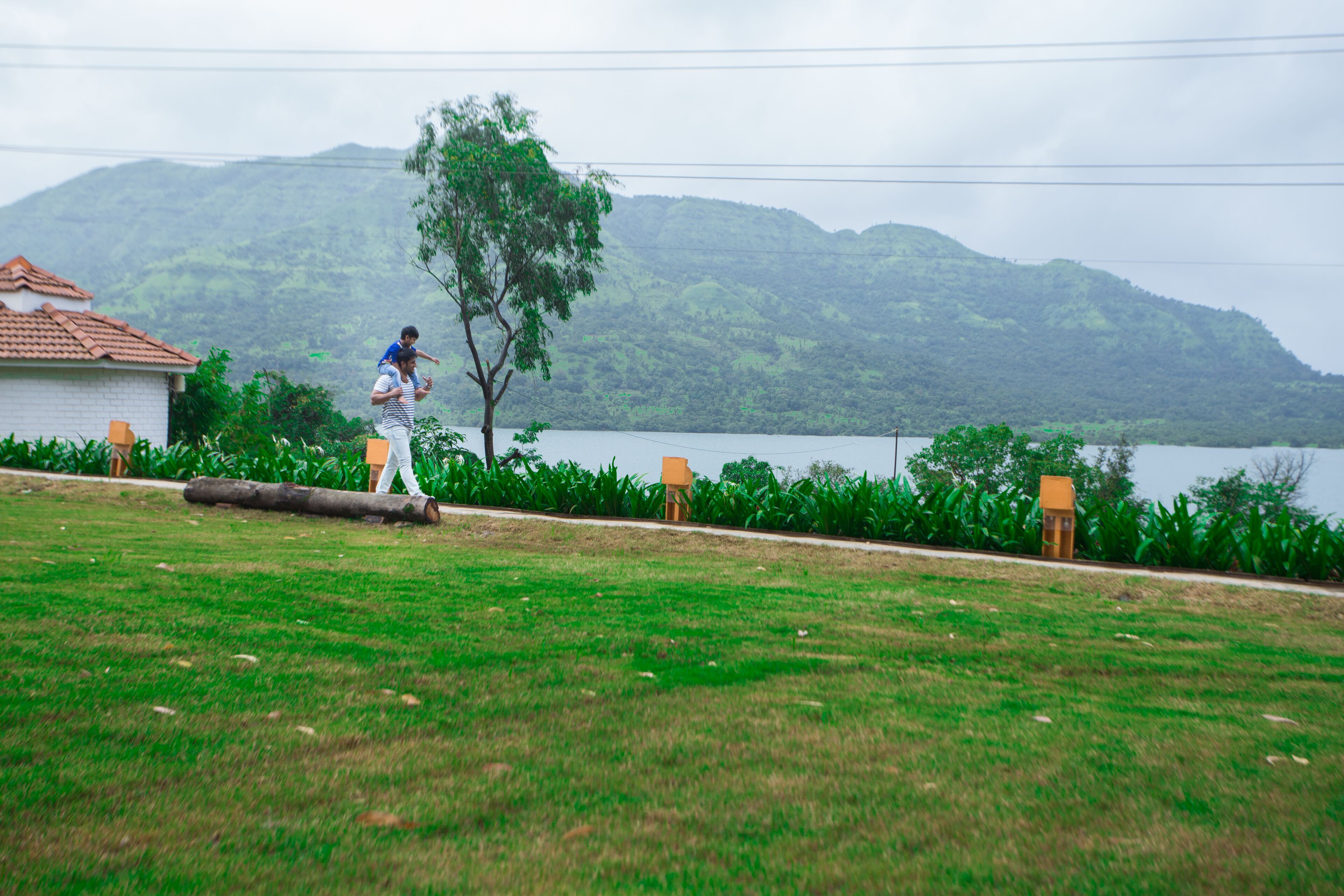 A grassy area with a path, a tree, and a body of water in the background.