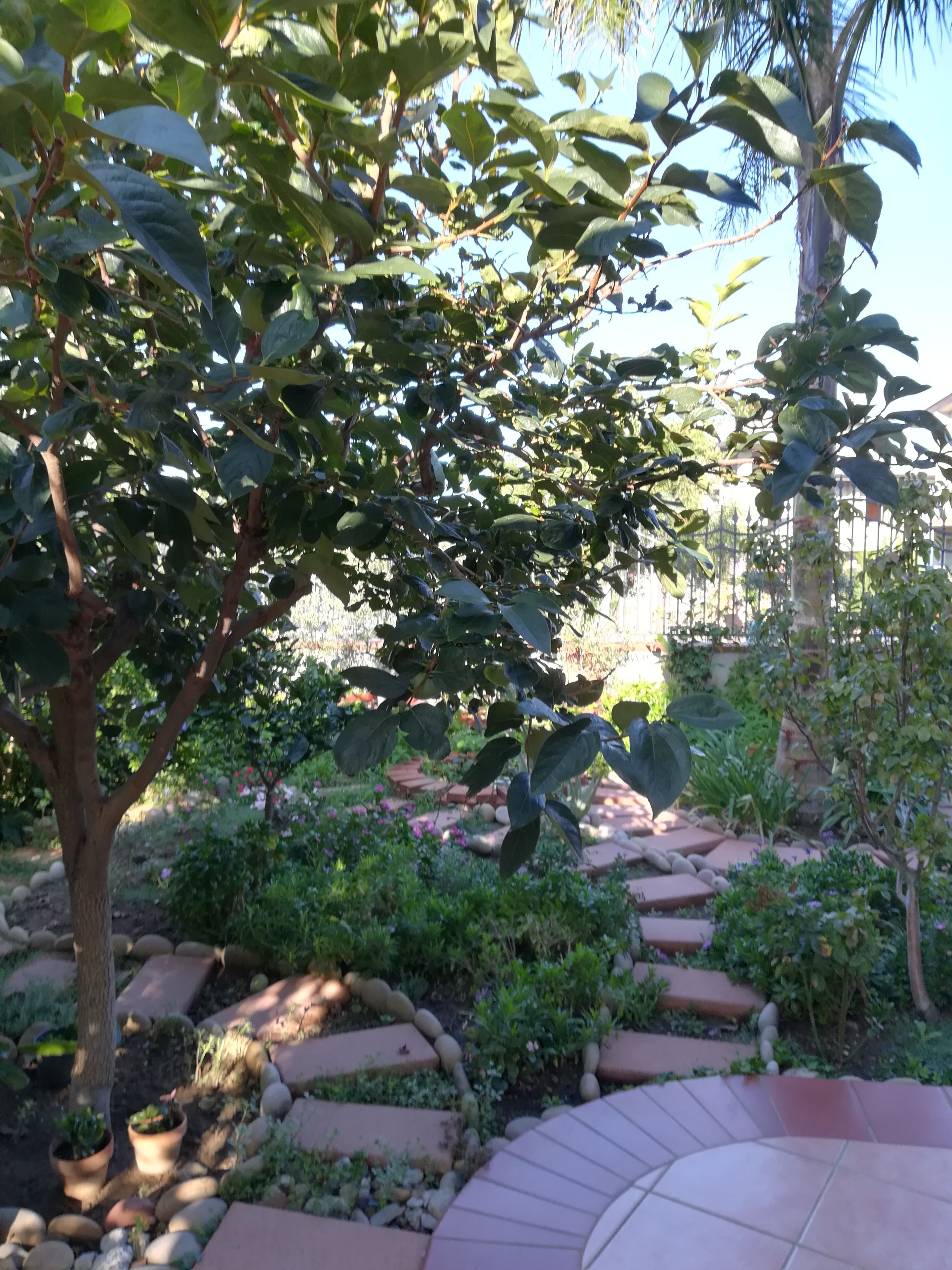 A garden with a curved pathway, surrounded by various plants and a palm tree.