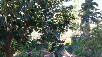 A garden with a curved pathway, surrounded by various plants and a palm tree.