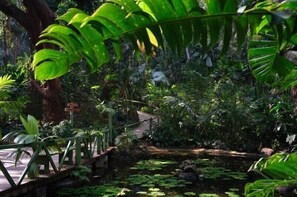 Garden - Island Accommodation Nadi (Nadi)