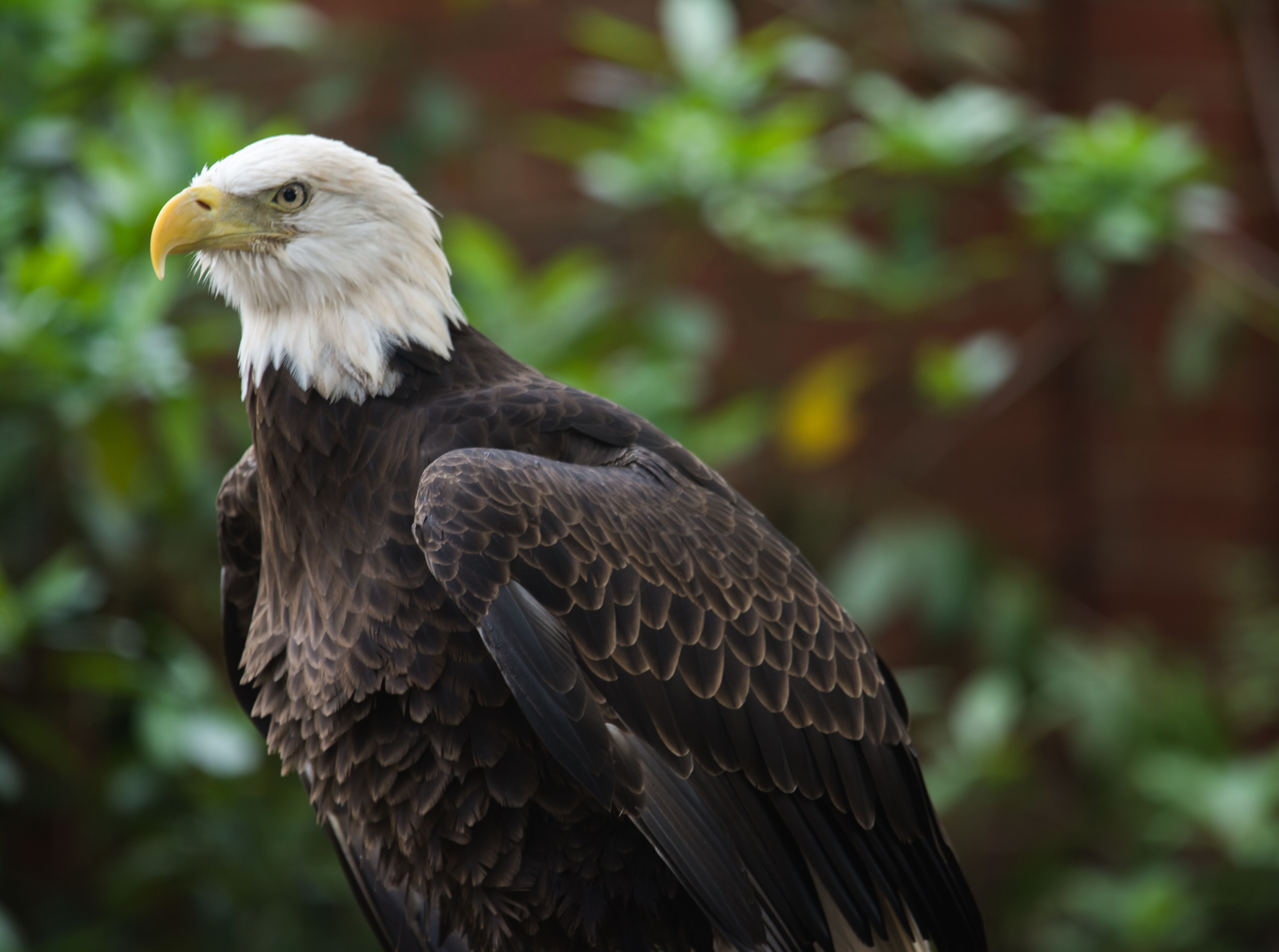 A bald eagle with a white head and yellow beak, perched against a blurred green background.