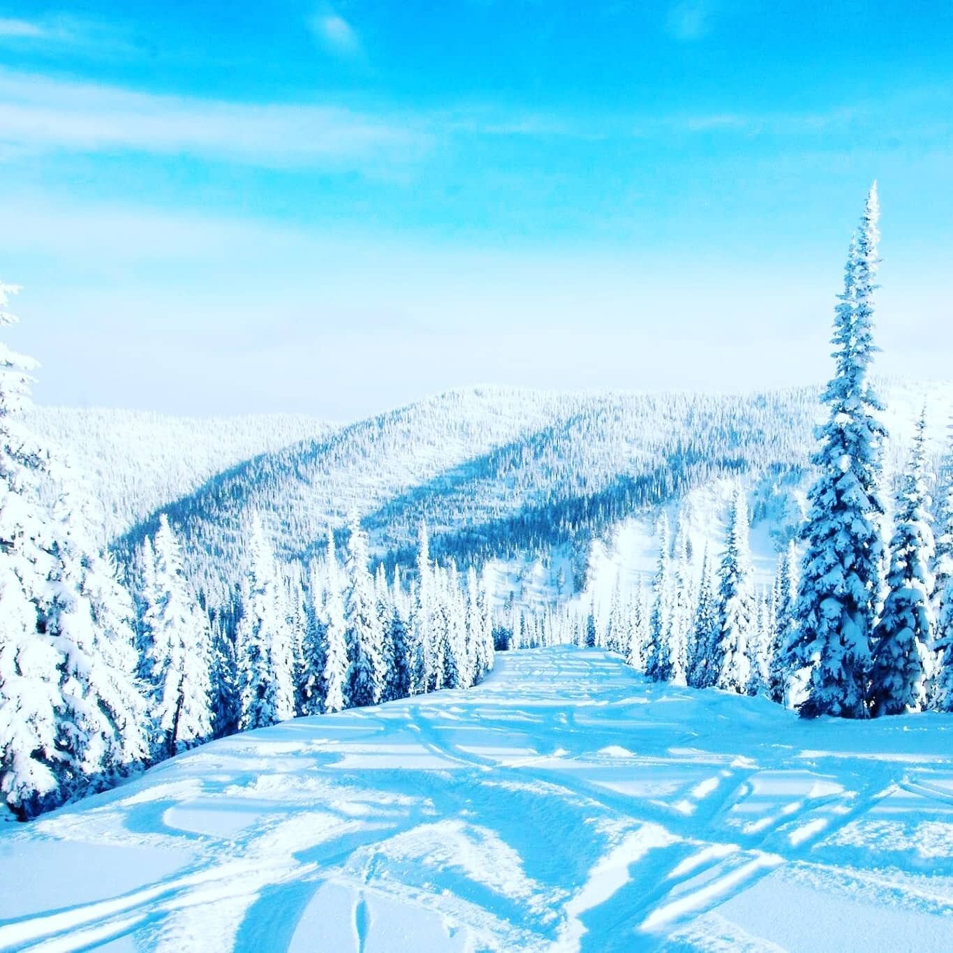 A snowy landscape with a clear sky, a path, and snow-covered trees.