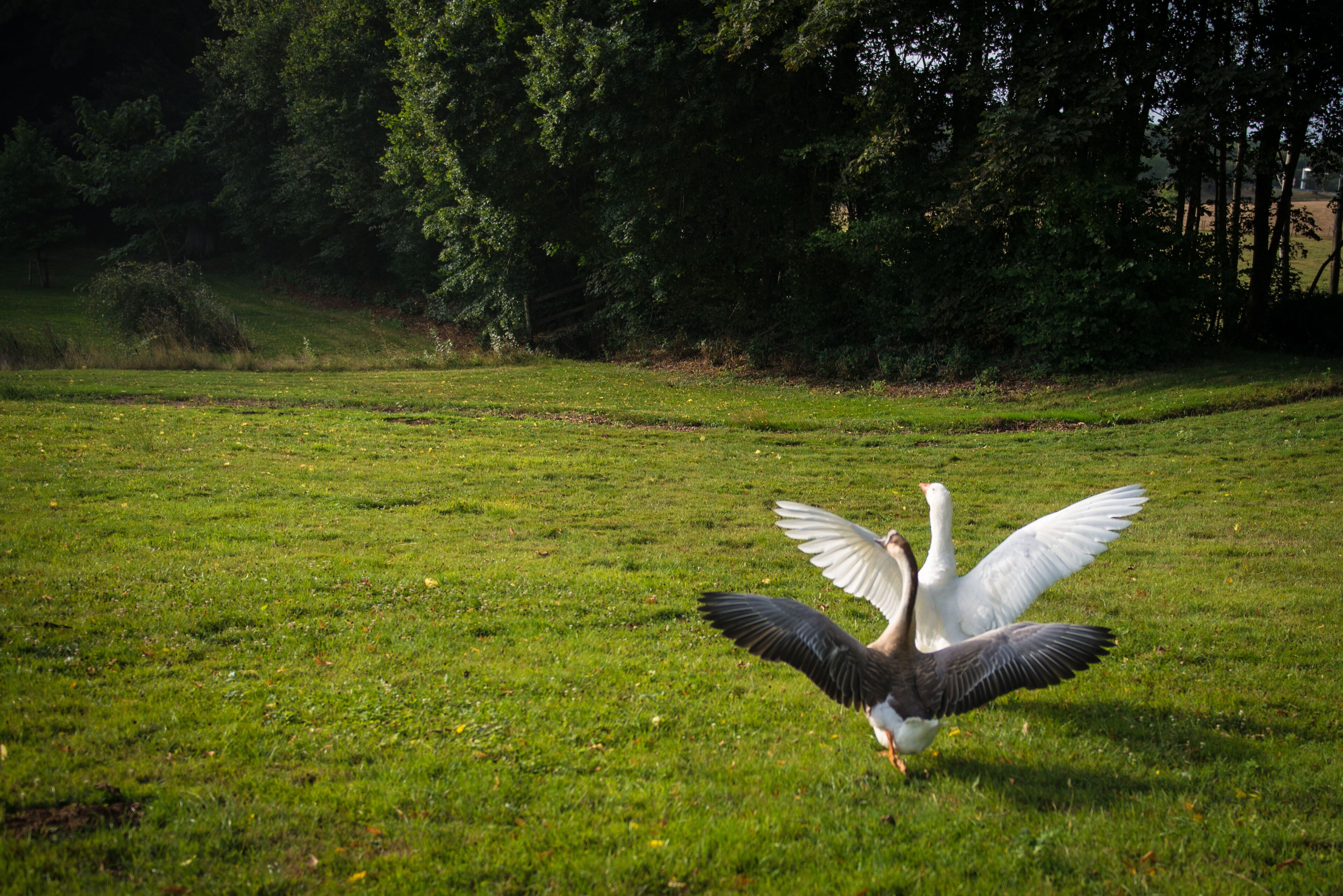 A bird with outstretched wings on a grassy field.