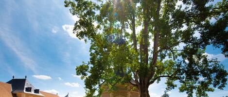 A courtyard with a large tree, a building with a dome, and a clear sky.