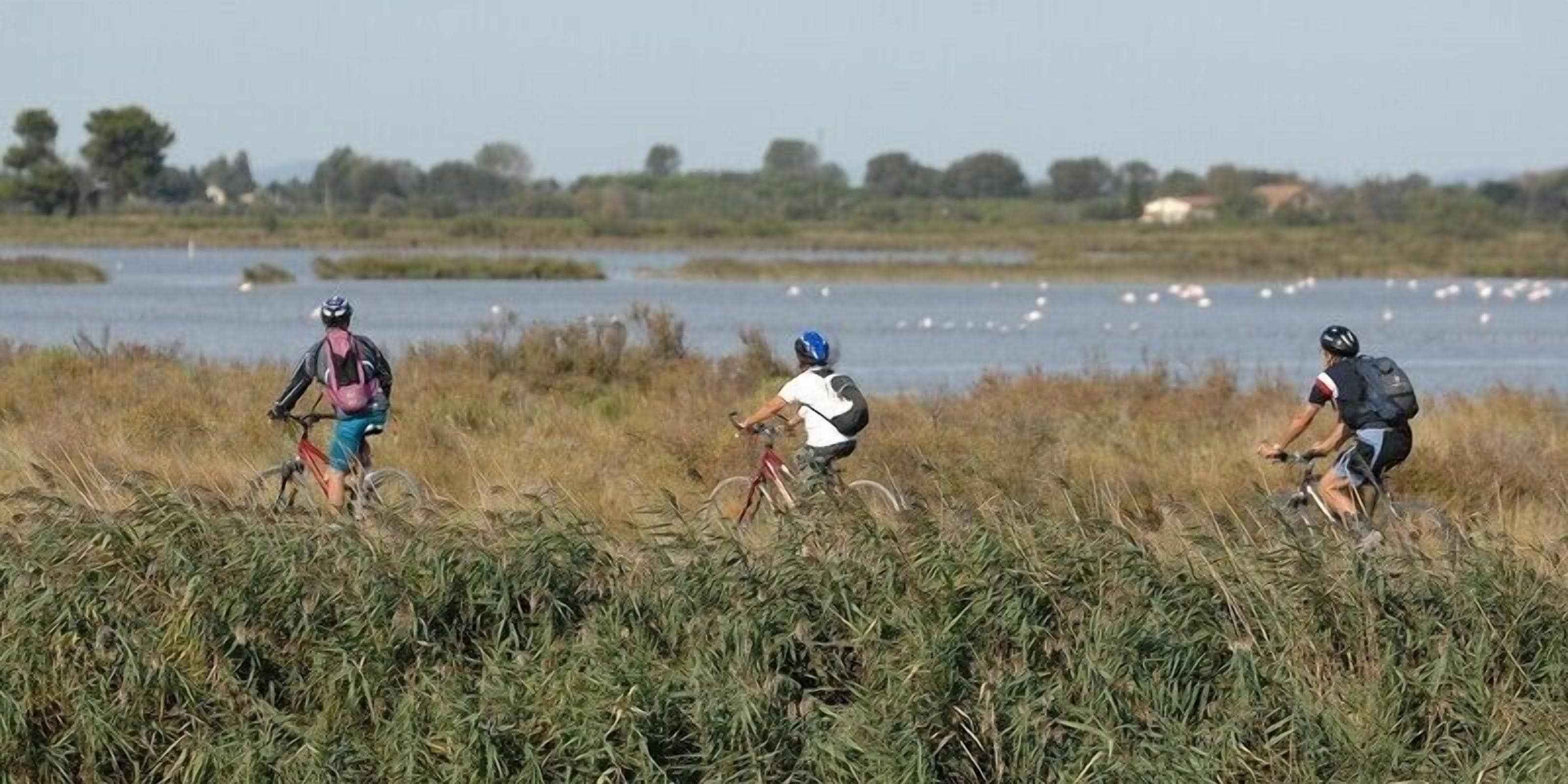 Three cyclists riding through a grassy area near a body of water.