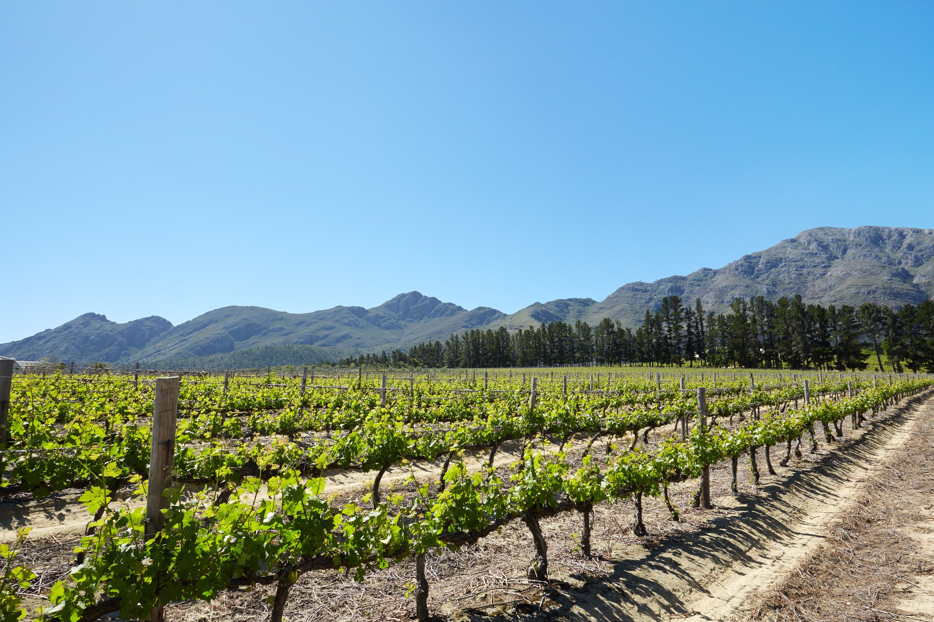 A vineyard with rows of grapevines and mountains in the background.
