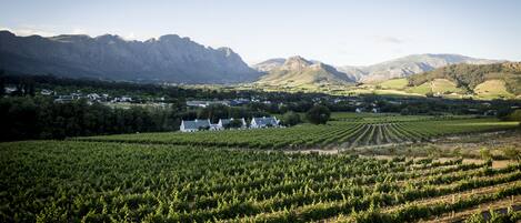 A vineyard with rows of grapevines, a small cluster of white buildings, and a mountainous backdrop.