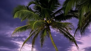 A palm tree with coconuts on a beach at sunset. - Turtles Rest and Curry Bowl (Hikkaduwa)