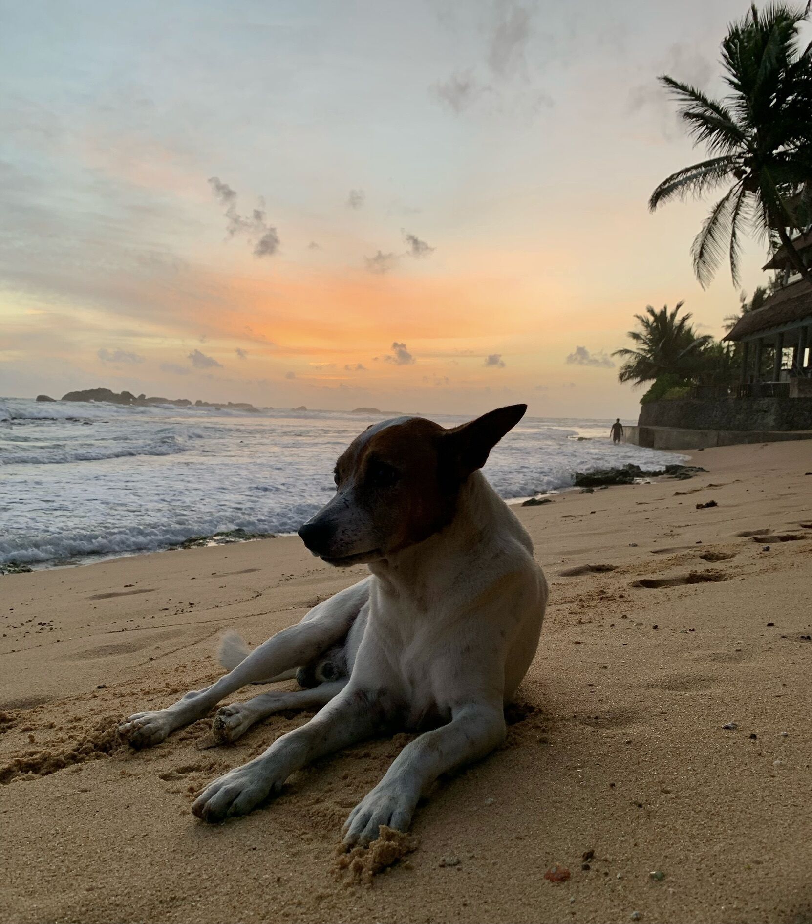 Ein Hund liegt auf einem sandigen Strand, im Hintergrund das Meer und ein Sonnenuntergang.