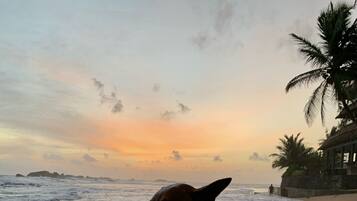Un chien allongé sur une plage de sable, avec l’océan et un coucher de soleil en arrière-plan.