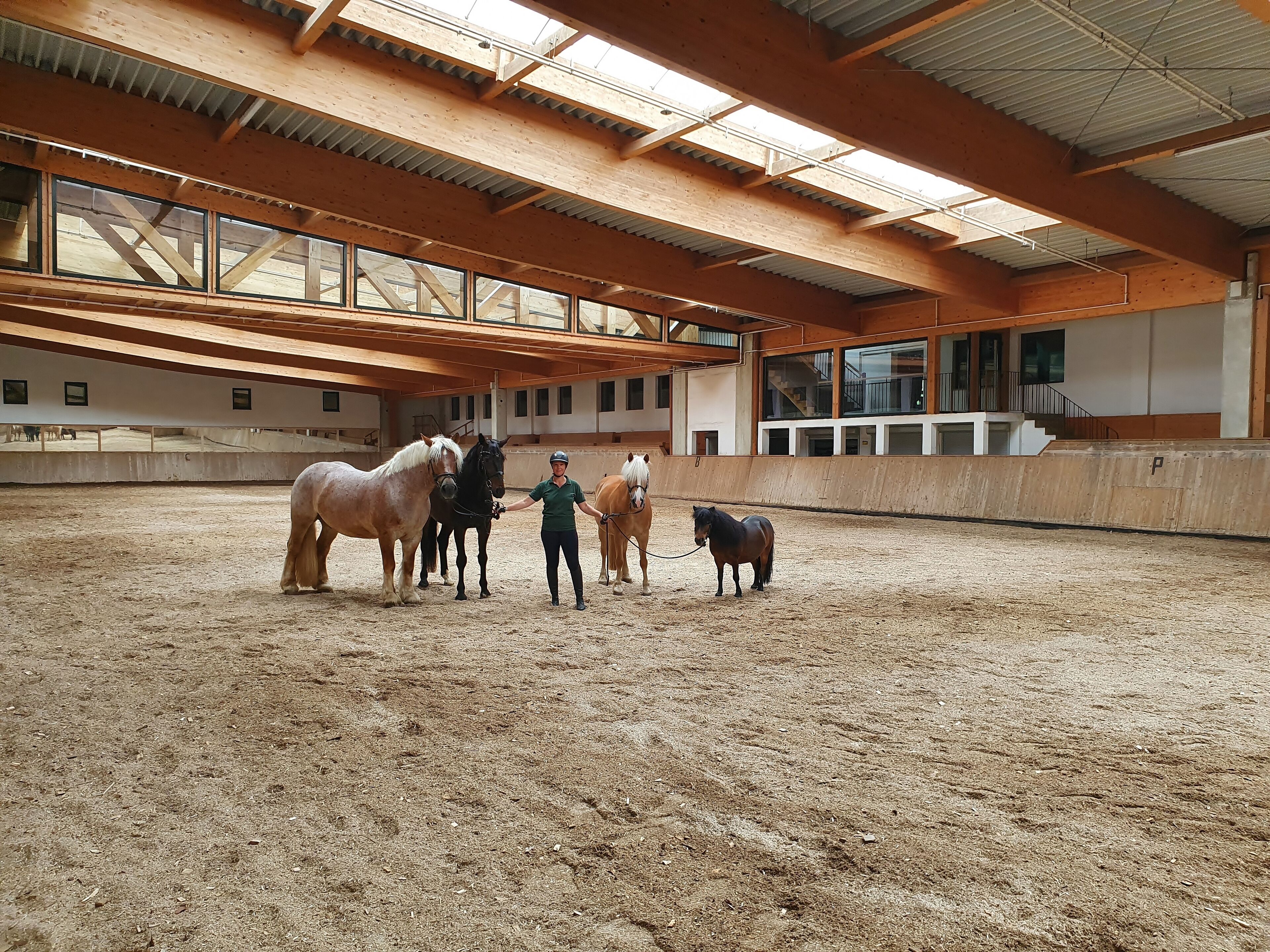 Une carrière d’équitation intérieure avec des chevaux et une personne.