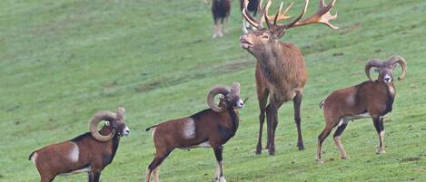 Een groep berggeiten met grote hoorns in een grasveld.