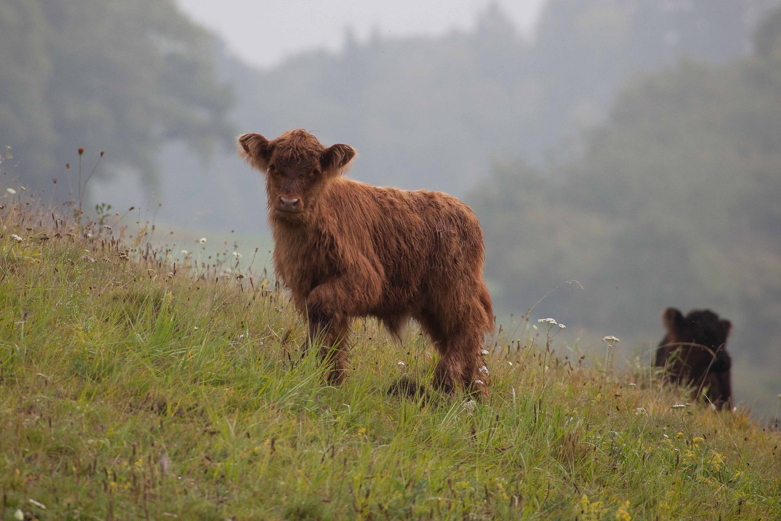 A lamb standing in a grassy field with a foggy background.
