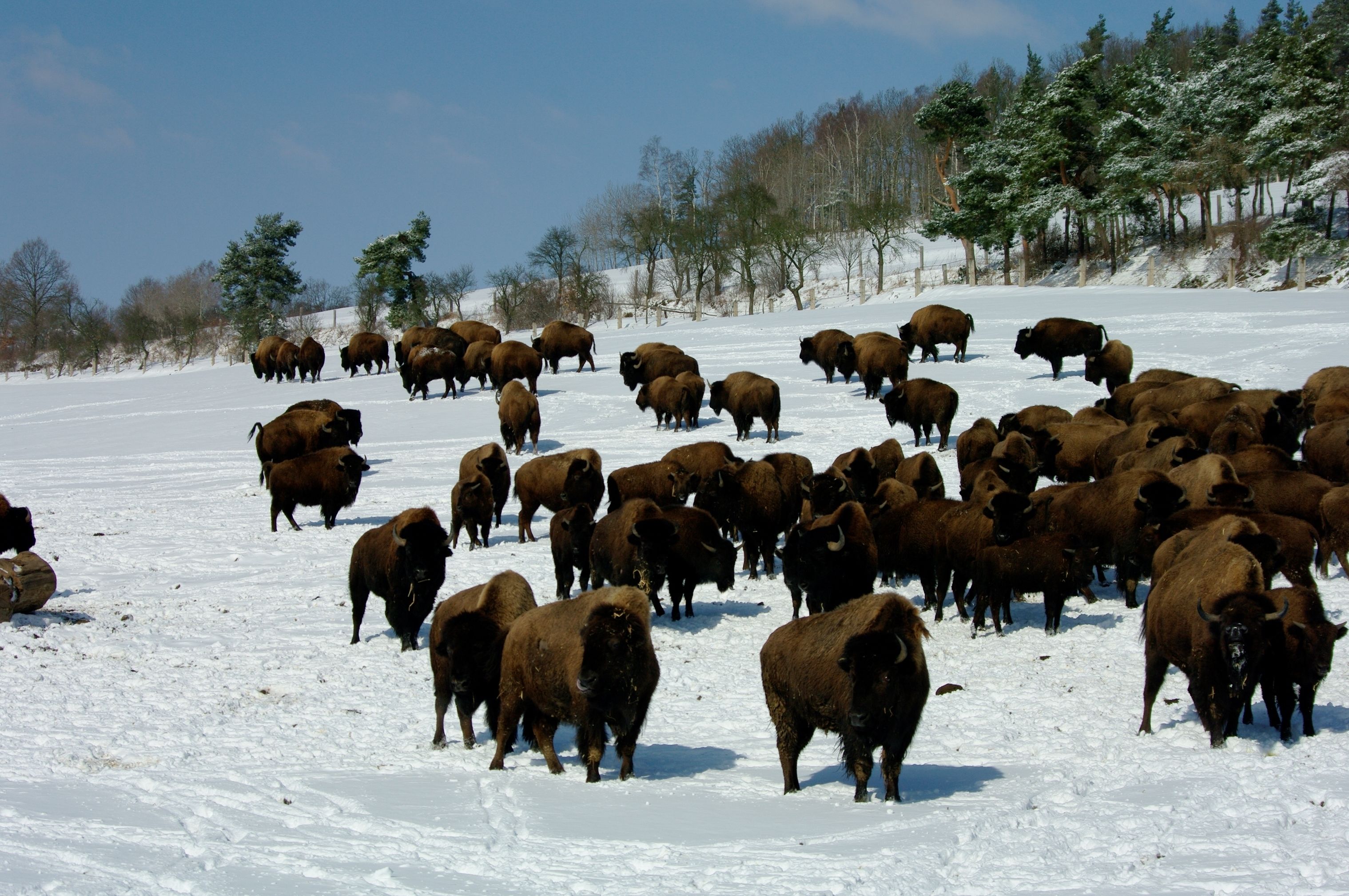 Paesaggio innevato con un branco di bisonti al pascolo.