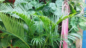Una planta en maceta con letreros de madera en un jardín.