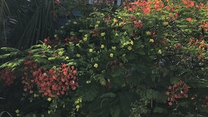 Una casa con tetto rosso, immersa nel verde e circondata da piante fiorite.