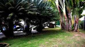 A lush garden with various tropical plants, including palm trees and banana plants.