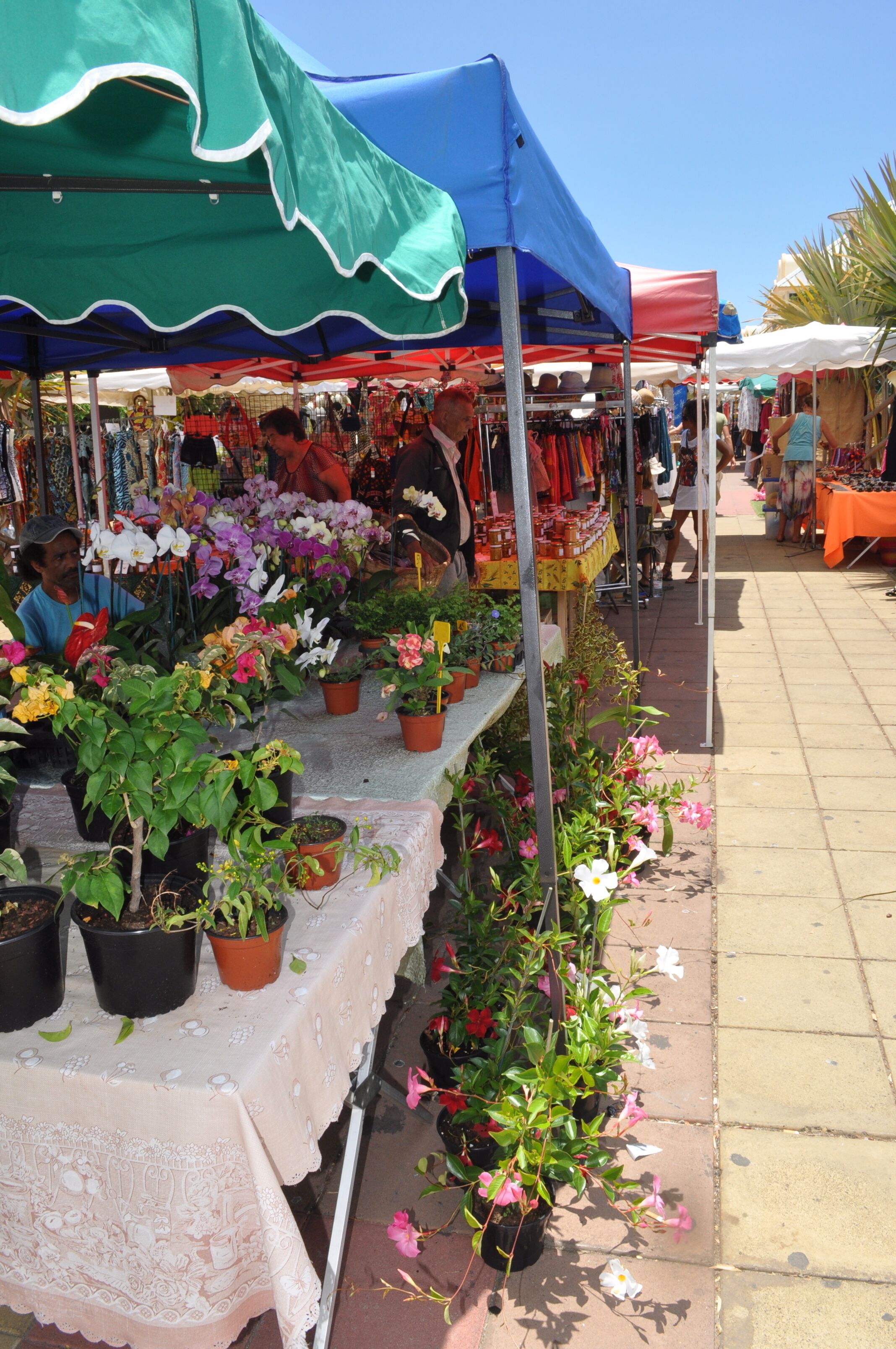 A flower market with tables displaying potted plants and flowers under colorful tents.