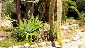 Ein Garten mit verschiedenen Pflanzen, darunter ein großer Kaktus und ein Baum mit kahlen Ästen.