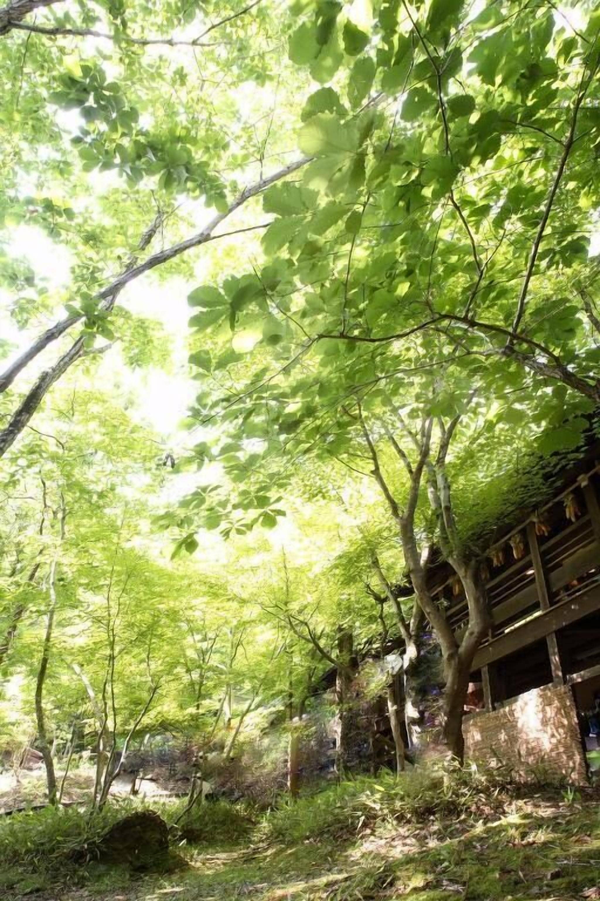 Une zone boisée où l’on aperçoit partiellement une structure en bois.