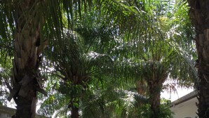A pathway lined with trees and greenery, leading to a distant building. - Viewtalay6 by Pat 42 (Pattaya)