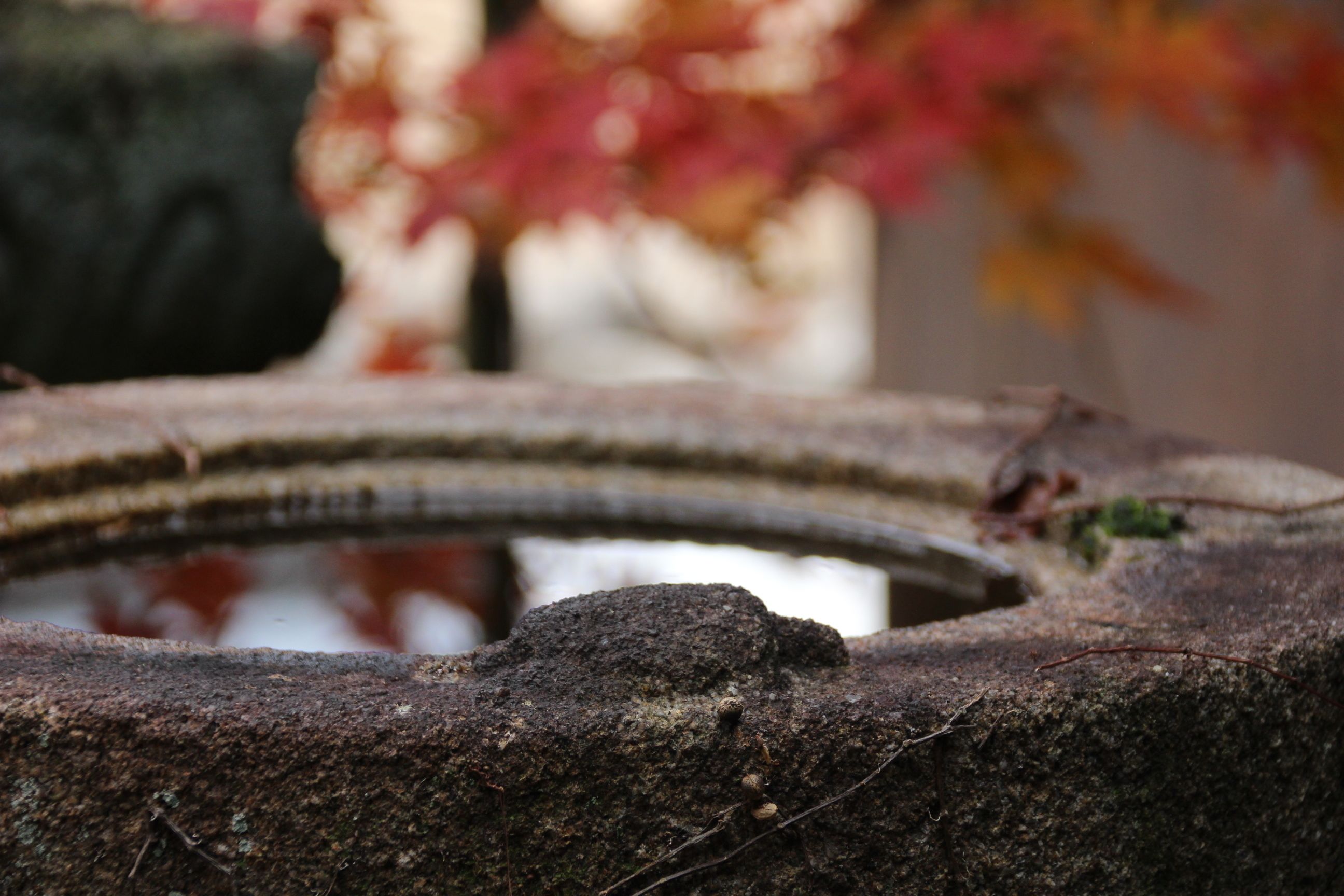 A close-up of a stone fountain with a circular basin, surrounded by moss and small plants.