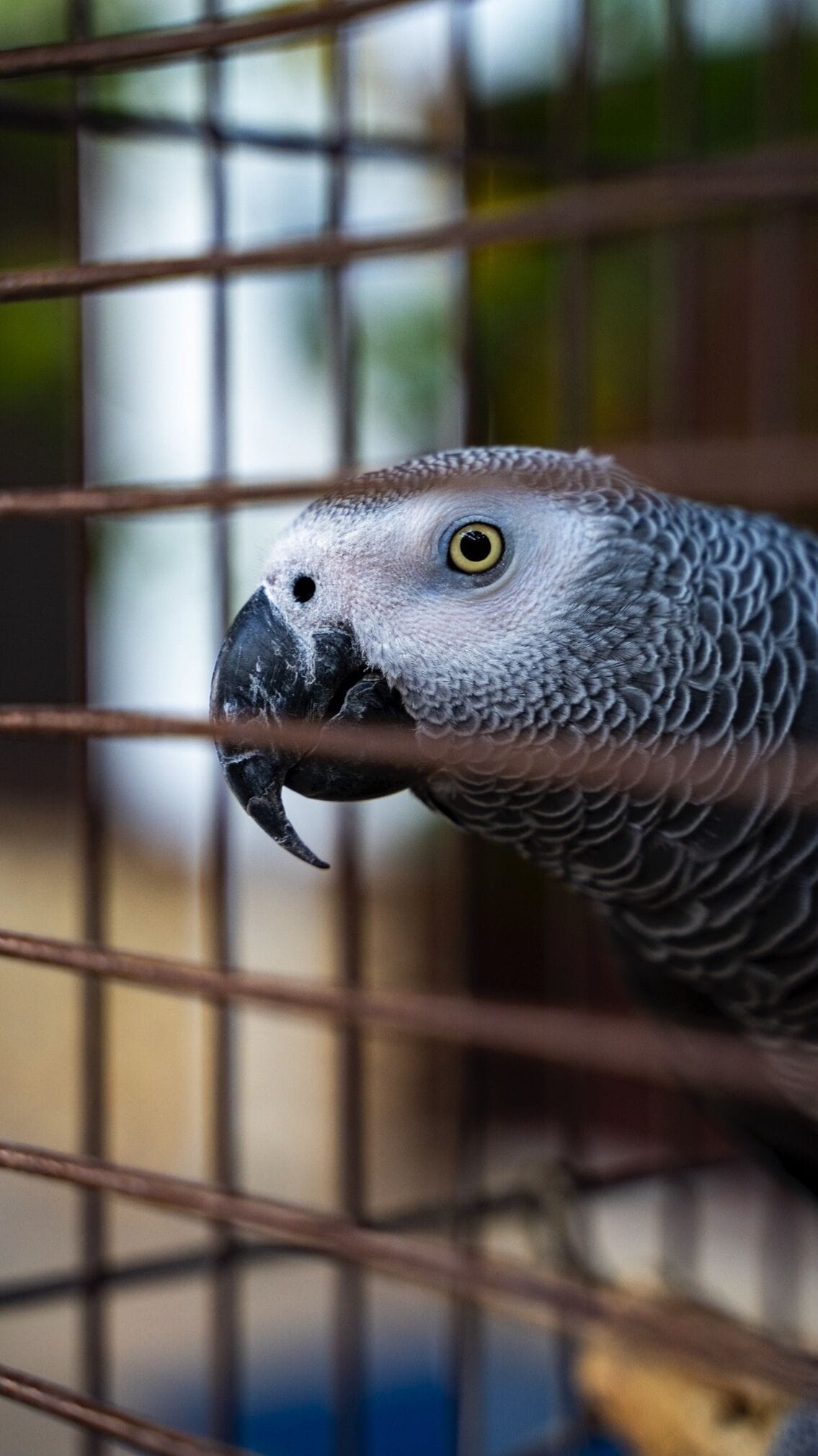 Foto - Castle Old Town Hotel