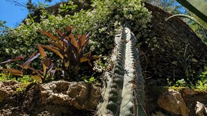 Un cactus en un entorno natural, rodeado de vegetación y un cielo azul despejado.