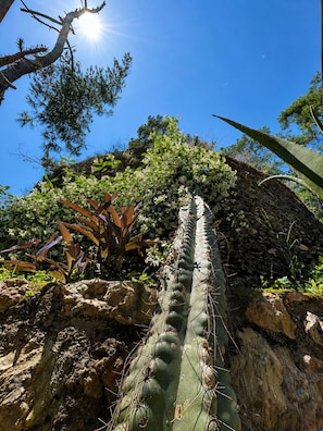 Un cactus en un entorno natural, rodeado de vegetación y un cielo azul despejado.