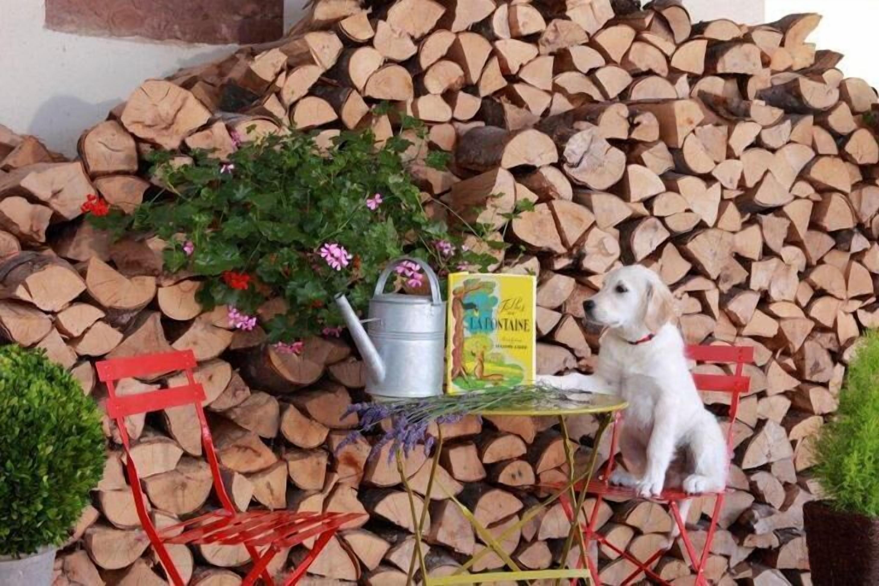 Un perro sentado en una silla roja frente a una pila de leña, con un regador y un libro sobre una mesita.