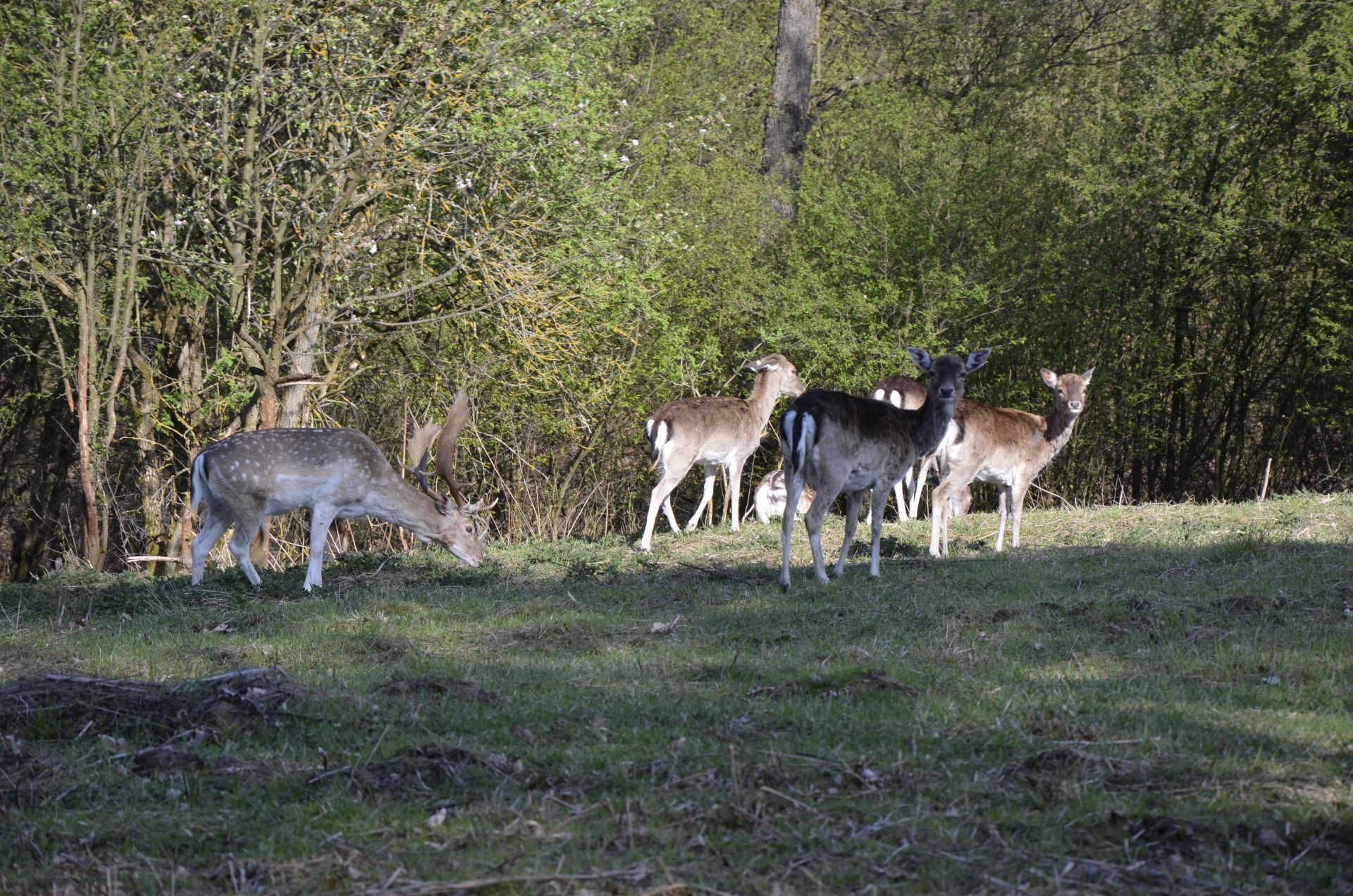 A group of deer in a grassy field with trees in the background.