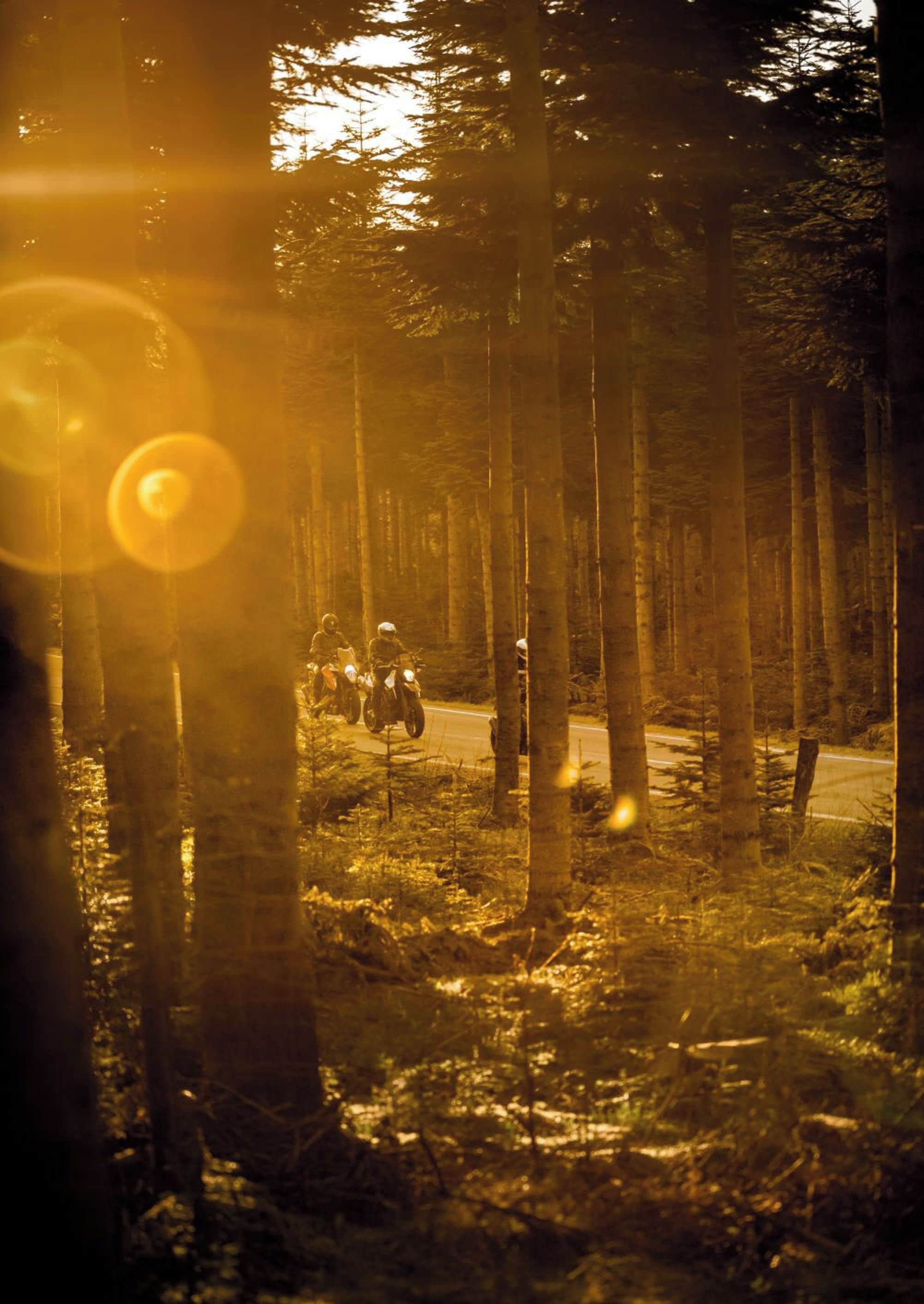 Une forêt avec une route et un motocycliste.