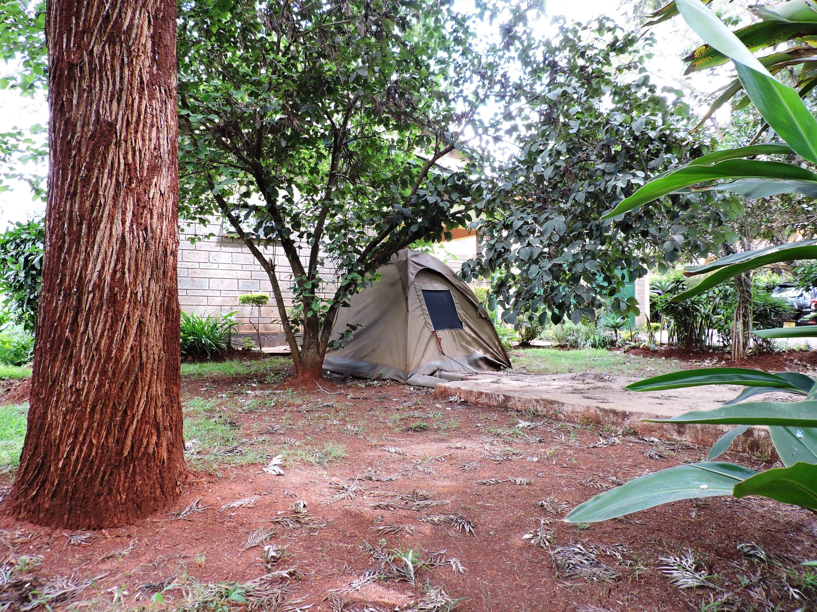 A tent set up in a garden with a large tree nearby.