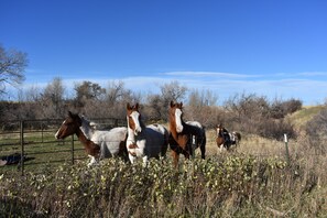 A fenced area with horses standing in a field. - Bighorn Lodge and Angler (Fort Smith)