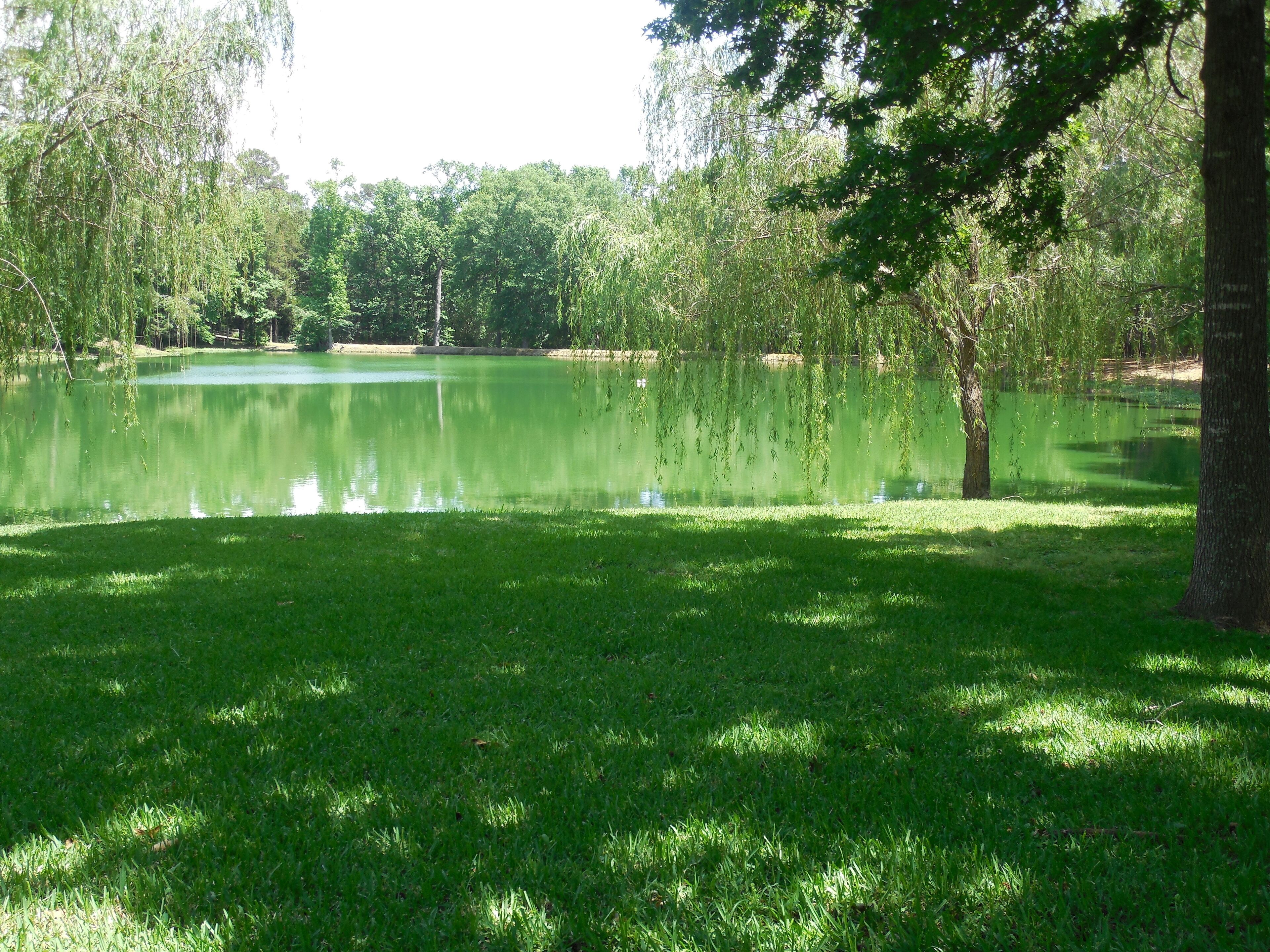 Ein friedlicher Park mit Teich, üppigem Grün und Bäumen.