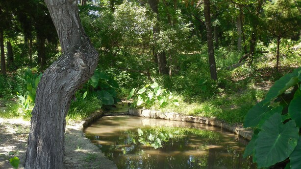 Un petit étang avec une cascade, entouré d’une végétation luxuriante et d’arbres.