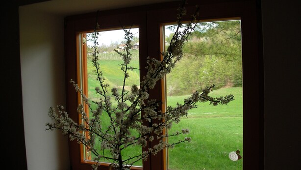 A vase with flowers on a windowsill, a window with a view of a green field and trees. - Holiday house for rent in the vineyards (Ptuj)