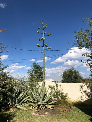 Property grounds - Blue Agave Bungalow - Your Perfect Spot To Escape The Hustle And Bustle! (Fort Davis)