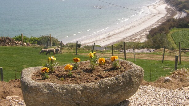 A coastal landscape with a stone planter with yellow flowers, sheep grazing, and a beach in the background.