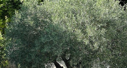 PLEIN COEUR Saint-Rémy de Provence, Villa JELOD, piscine, jardin sans vis à vis.