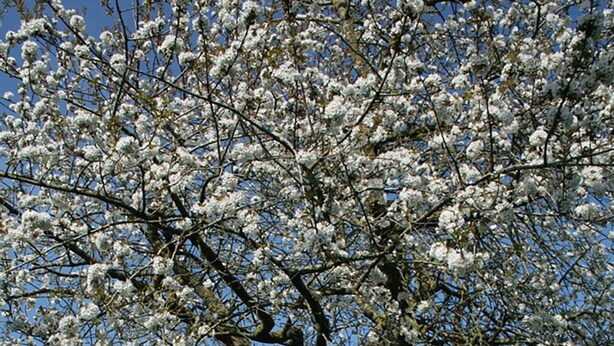 Un grand arbre aux fleurs blanches se dresse devant un bâtiment en pierre au style traditionnel.