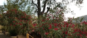 Great Views  - 2 Miles from Sequoia National Park - DOG friendly