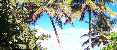 Plage, chaises longues, serviettes de plage