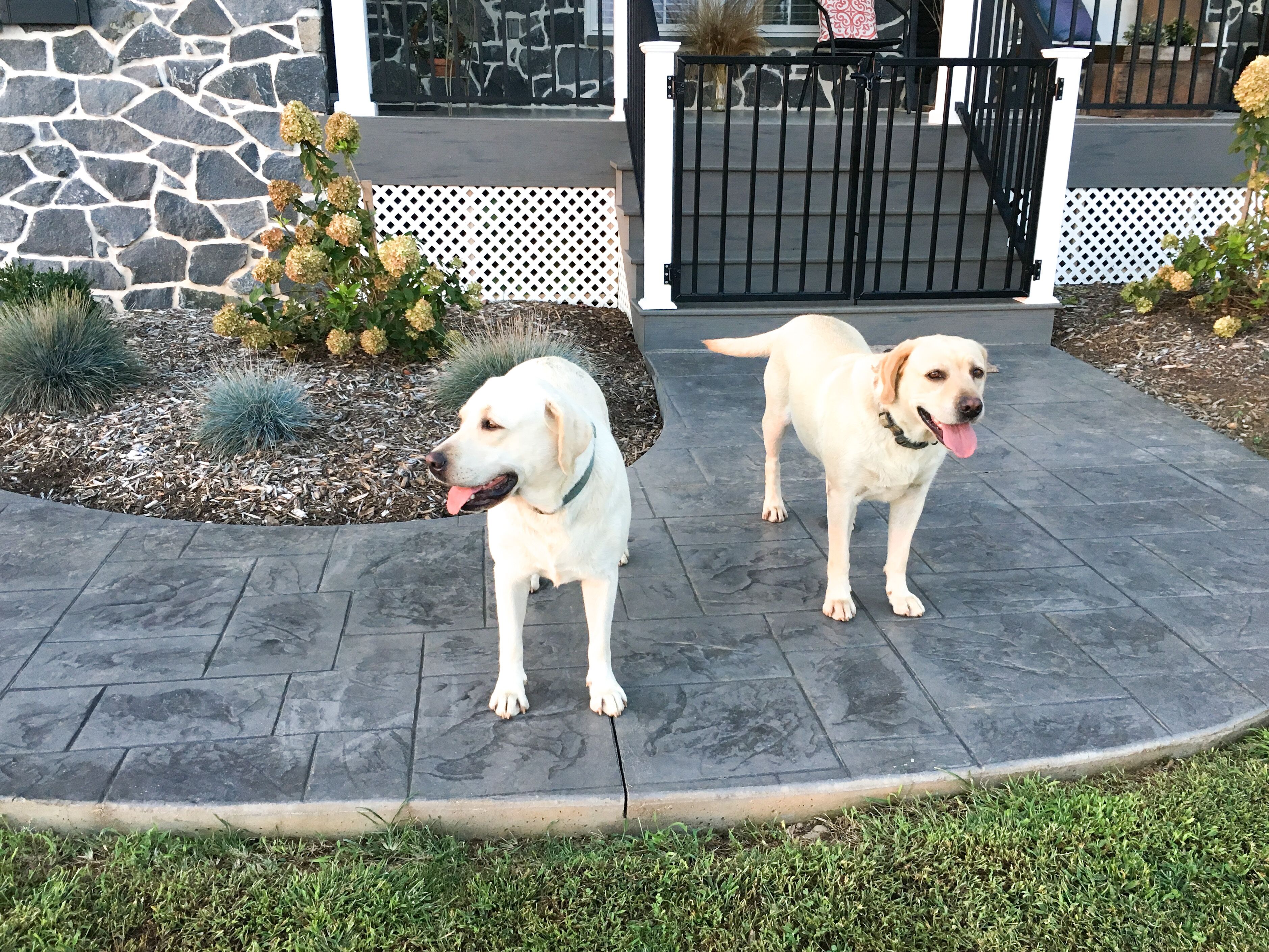 Deux chiens sur une terrasse dallée, avec un mur en pierre et une clôture blanche en arrière-plan.
