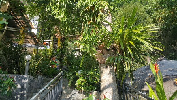 A lush garden with a variety of plants and a statue. There is a staircase leading up to a building with a yellow railing. - Greenery Resort Koh Tao (Koh Tao)