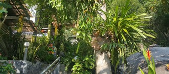 Greenery Resort Koh Tao