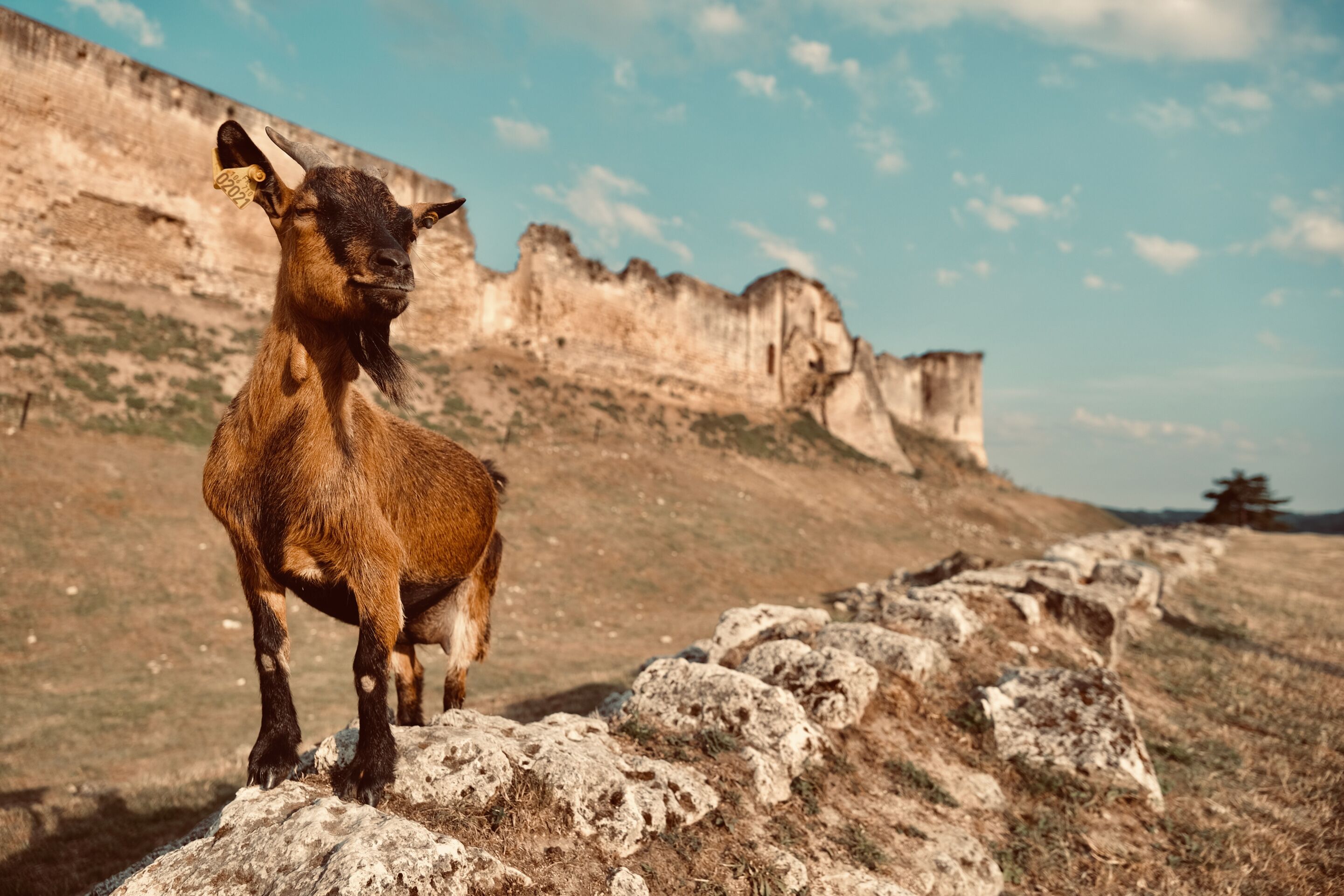 A goat standing on a rocky path with a mountainous backdrop.