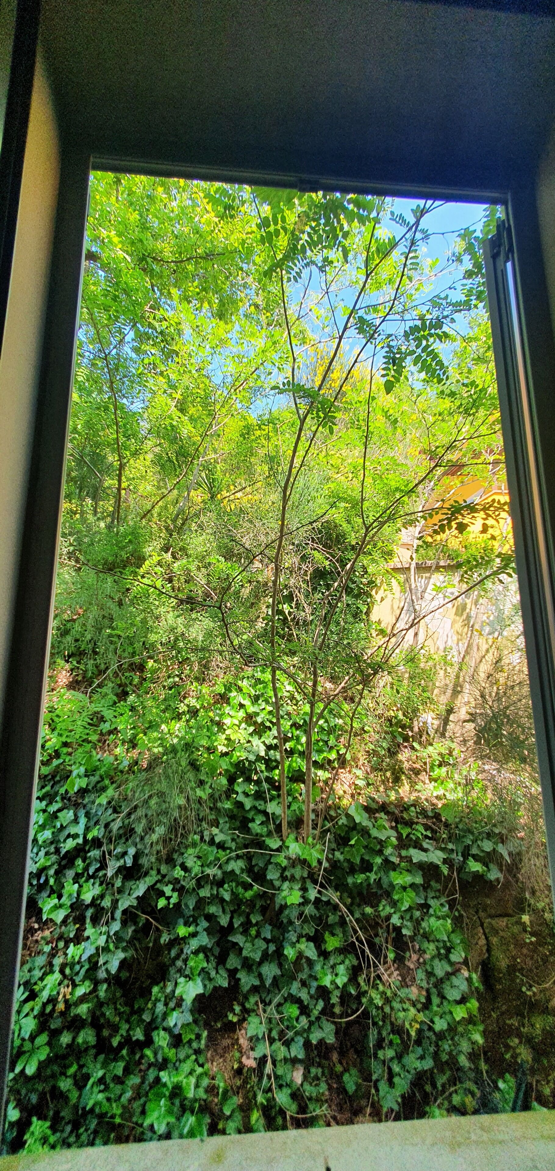 A view through a window of a lush, green outdoor area with dense foliage and trees.