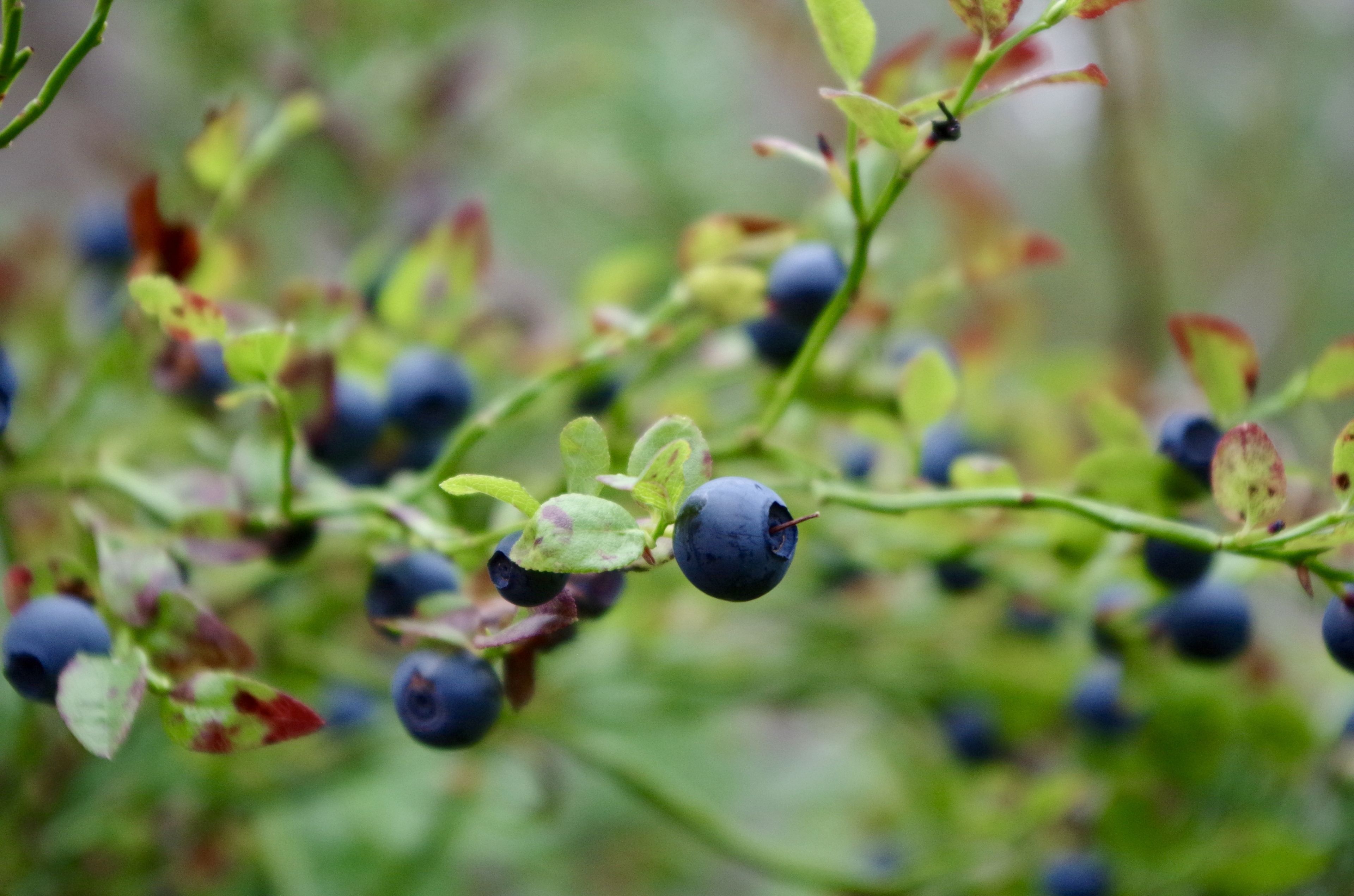 Photo - GuestHouse Arctic Heart